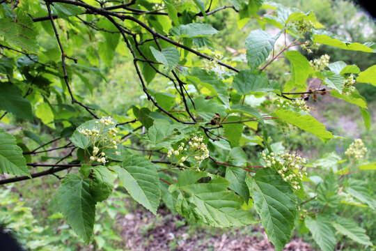 Tatar maple (Acer tataricum) grows in the wild