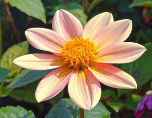 Fototapeta premium Delicate dahlia with soft pink petals and bright yellow center close-up shot