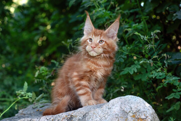 A big red maine coon kitten sitting on a tree in a forest in summer.