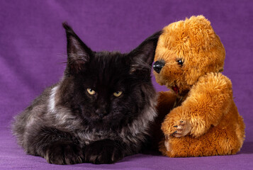A black maine coon kitten playing on purple background. Motion blur.