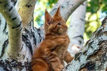 A big red maine coon kitten sitting on a tree in a forest in summer.