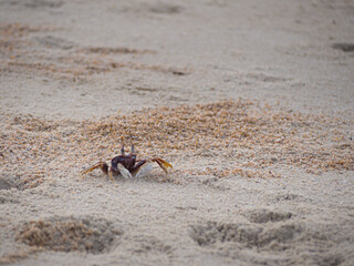 Beach Runway Model: A Little Crab