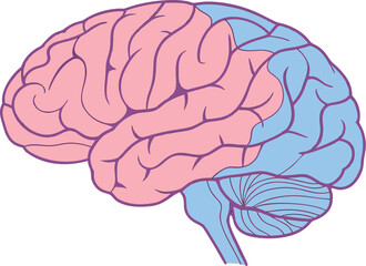 Isolated human brain with anatomical details, vector illustration for medical science study, ideal for educational and research tools.