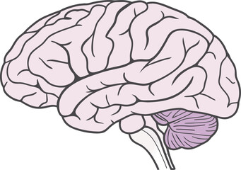 Human brain model, detailed anatomical structure for medical science study, isolated vector rendering for educational research purposes.