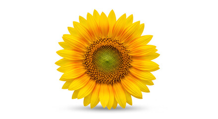 Fototapeta premium Front View of a Bright Yellow Sunflower Isolated on a White Background