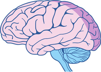 Isolated human brain model, detailed anatomical structure for medical science study, vector design for educational and research applications.