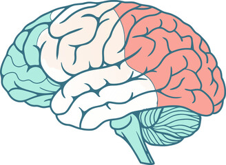 Isolated human brain model, anatomical structure for medical research, highly detailed vector illustration for science study and education.