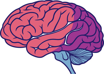 Isolated human brain, detailed anatomical model for medical science study, vector illustration for research and educational purposes.