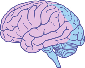 Isolated human brain model with detailed anatomy, vector illustration for medical science study, ideal for educational and research use.