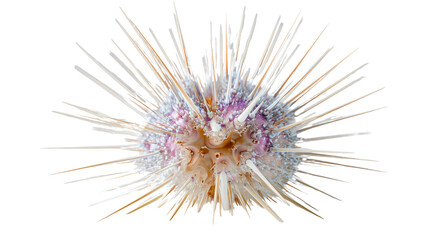 A white sea urchin skeleton, a macro marine life shell with spines, a detailed echinoderm texture, a dry ocean animal object for biology.