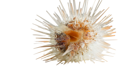 An orange sea urchin with sharp spines, a prickly marine life object, a detailed tropical ocean animal, a macro aquatic nature texture close-up.