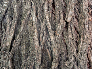 Dry tree bark texture as background