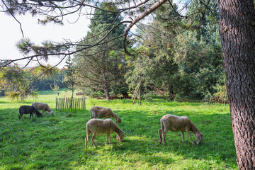 Scène pastorale d’automne : la tranquillité à l’état pur