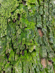 Close-up of tree bark covered with vibrant green moss in natural light