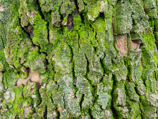 Close-up of tree bark covered with vibrant green moss in natural light