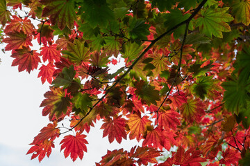 Feuillage d’érable du Japon du vert au rouge – gros plan