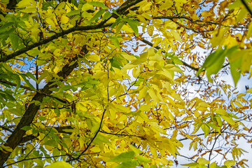 Éclat jaunatre de l’automne