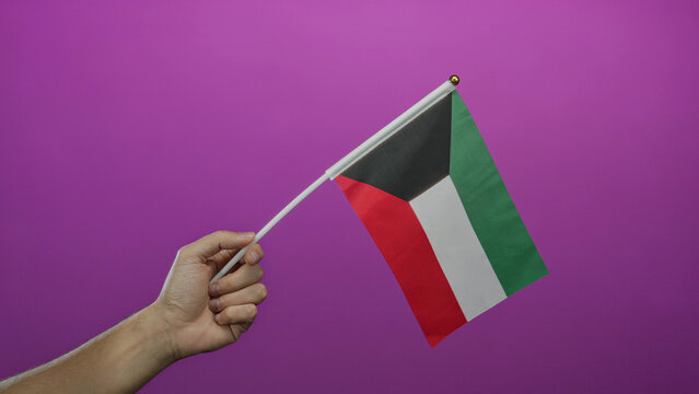 Caucasian man hand holding kuwaiti flag against vibrant pink background with wall isolated and over concept.