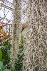 Barbe espagnole suspendue en milieu humide