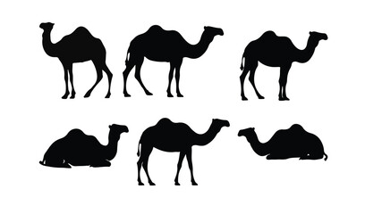 camels vector illustration