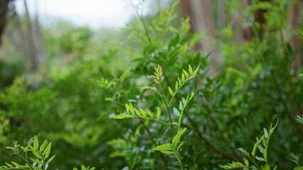 Lush green foliage of outdoor plants found in spain, displaying vibrant leaves and natural beauty in a serene wilderness setting.