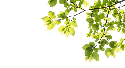 Green leaves on tree branch isolated on transparent background