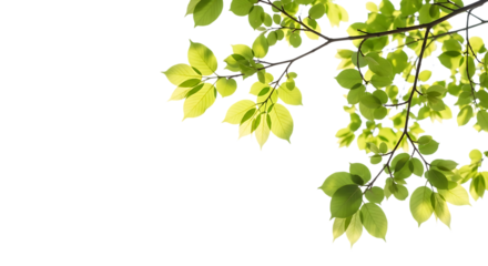 Green leaves on tree branch isolated on transparent background