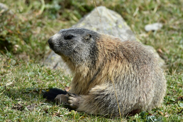 Alpine Marmot