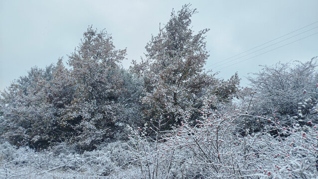 &Aacute;rboles y arbustos con bayas rojas cubiertos de nieve y escarcha invernal en Burgos, Espa&ntilde;a