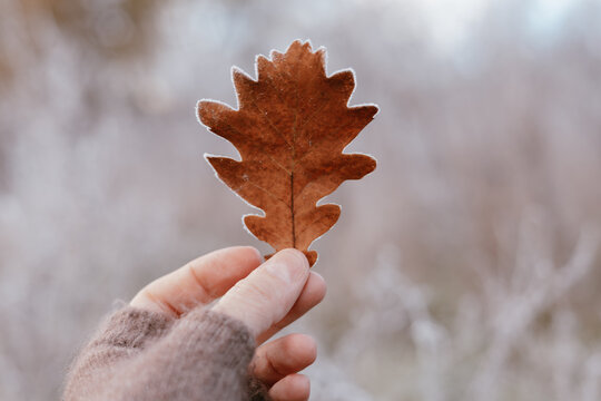 Hand holding a single frosted brown oak leaf against a blurred winter forest background. A dry oak leaf with frost crystals on the edges. Fall season.