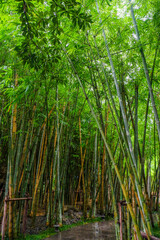 Many bamboo stalks and light beam,bamboo thick and green,bamboo forest with young Bamboos.