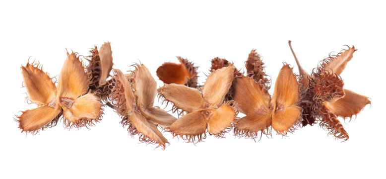 Beechnuts seeds isolated on white background. European beech nuts or Fagus sylvatica. Clipping path.