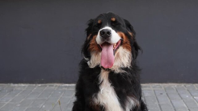 Portrait of happy bernese mountain dog sitting outside on sidewalk against black background with tongue hanging out looking away waiting for owner