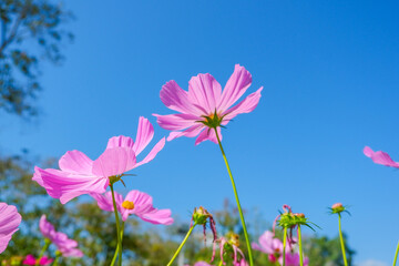 Beautiful pink cosmos flowers blooming in garden,spring season.