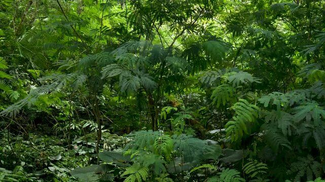 Wide shot of dense acacia (Leucaena leucocephala) foliage moving with mountain wind in a lush forest. Ideal for background plates, nature ambience, documentary, and environmental projects
