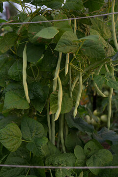green beans on the plant
