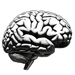 Detailed stippling illustration of a human brain with intricate folds, isolated on, showcasing anatomical detail and artistic skill in monochrome