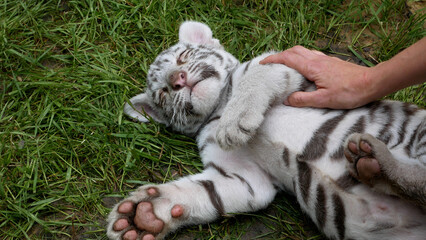 A woman's hand strokes and caresses a small white Bengal tiger cub. The tiger cub squints with...
