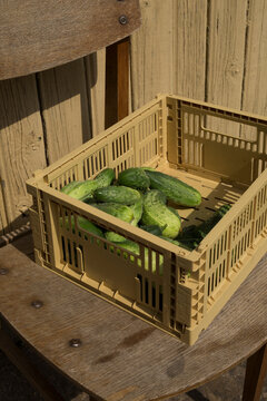 cucumbers in a plastic box