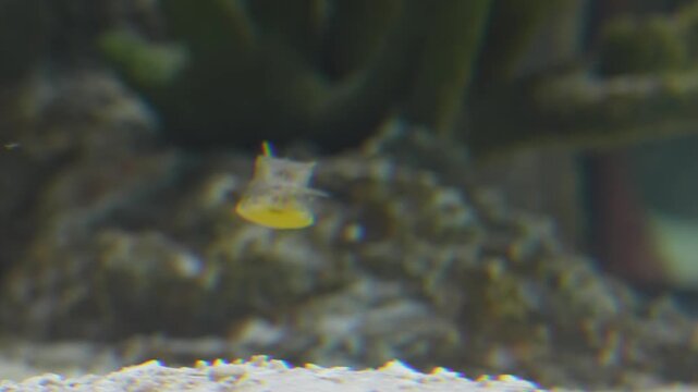 Lactoria cornuta the longhorn cowfish swims gracefully with its horned boxy shape and bright colors creating a unique and captivating view of this distinctive tropical marine species