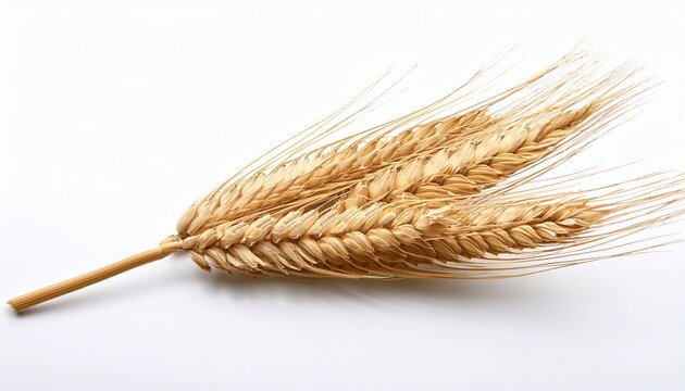 one wheat ears sprig isolated on white background