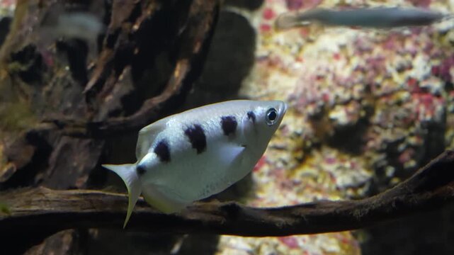 The archerfish displays sharp accuracy as it swims through clear water known for shooting jets to catch prey creating a unique and fascinating view of this intelligent species