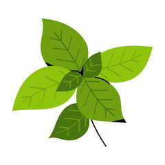 Fresh basil leaves vector illustration in a clean modern style. Green aromatic herb element, perfect for food, cooking, recipe designs and natural organic themes, isolated on white background