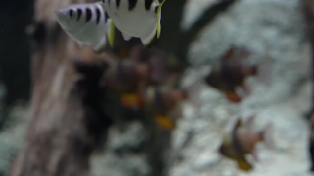 The archerfish displays sharp accuracy as it swims through clear water known for shooting jets to catch prey creating a unique and fascinating view of this intelligent species
