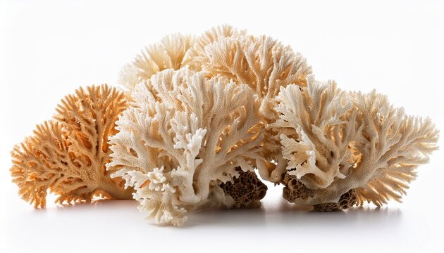 sea corals of dried isolated on white background