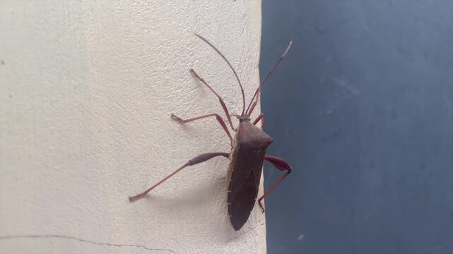 Leaf footed bug on wall