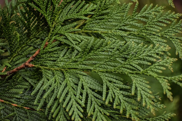 green thuja branch close-up