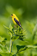 Finch On A Sunflower