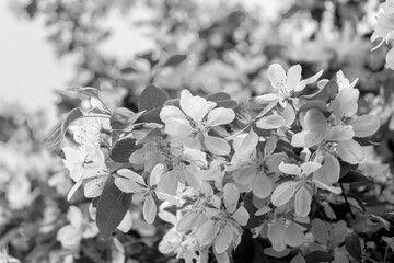 Crabapple tree flower blossoms closeup in black and white