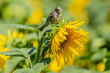Finch On A Sunflower